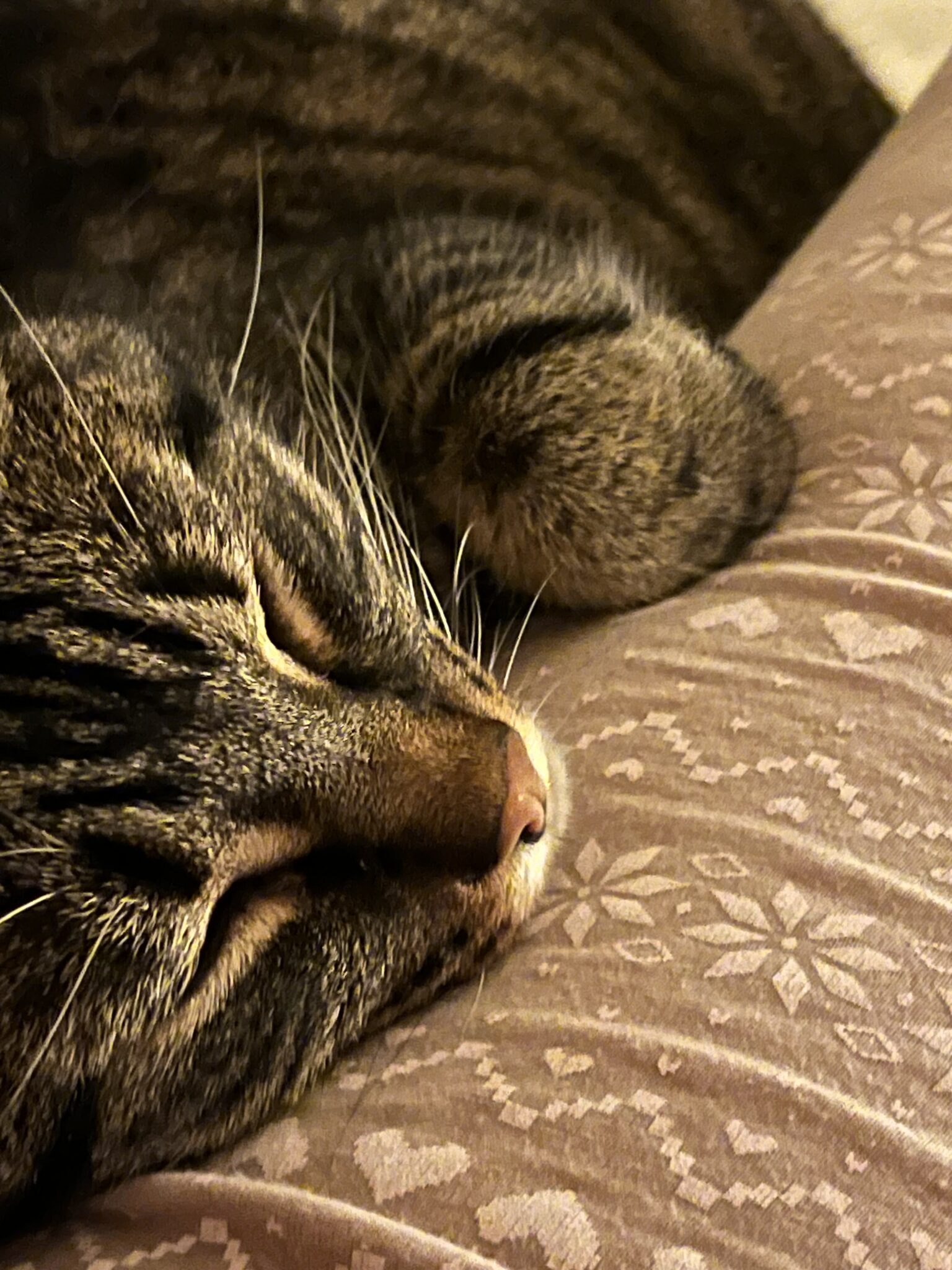 Beautiful view of Catnip For Anxious Cats With Separation Anxiety