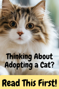 How to Adopt a Cat