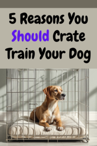 5 reasons to crate train your dog