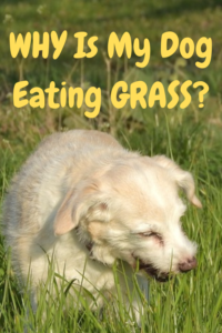 dog eating grass