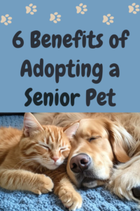 6 benefits of adopting a senior pet