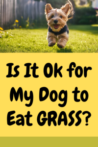 is it ok for my dog to eat grass?