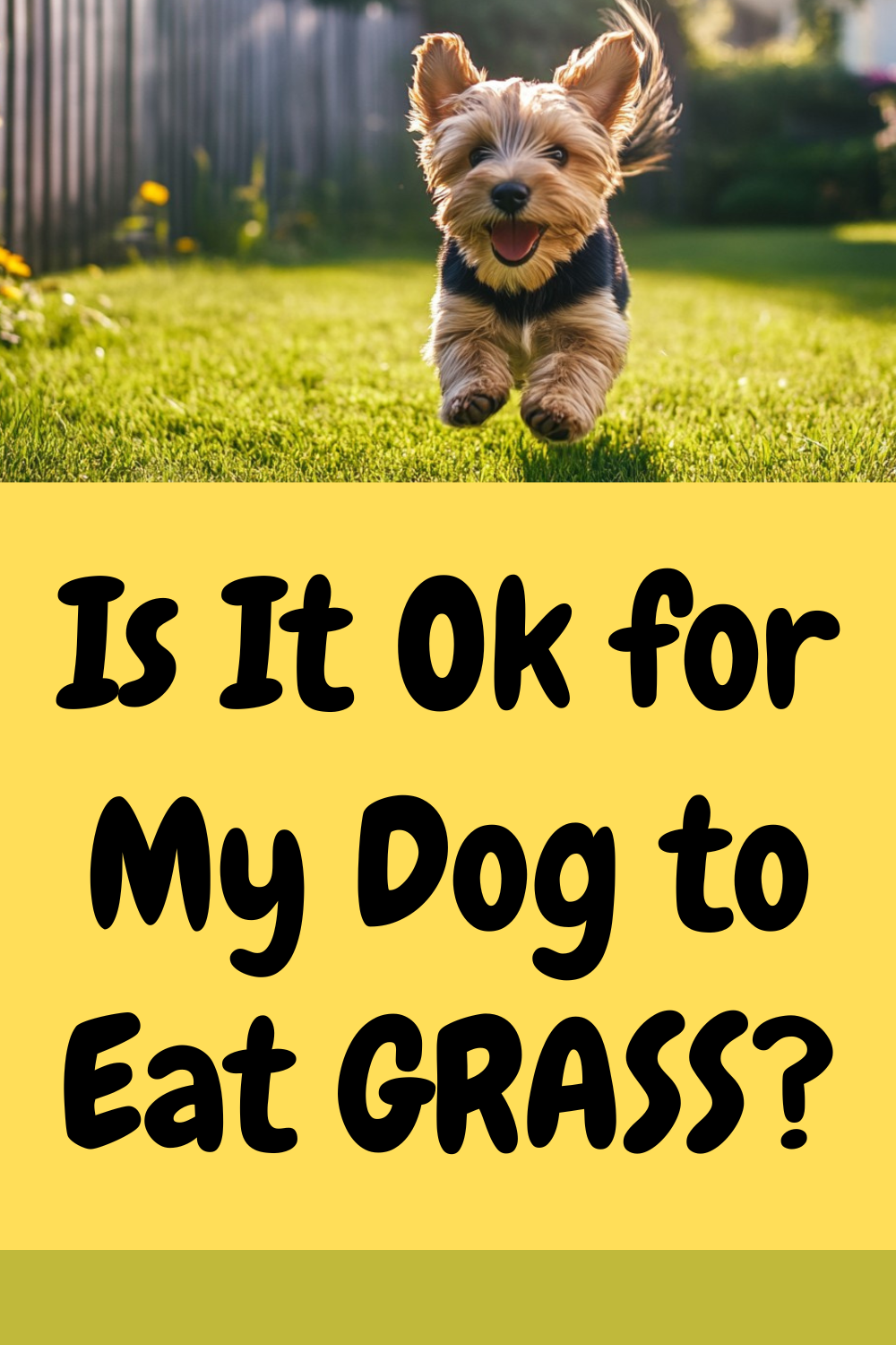 Curated visual reference: Fresh Look at Why Do Dogs Eat Grass Is It Ok Should You