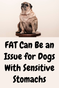 fat can be an issue for dogs with sensitive stomachs