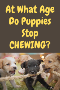 at what age do puppies stop chewing?