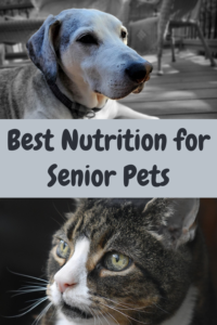 best nutrition for senior pets