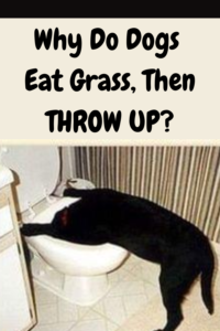 why do dogs eat grass then throw up?