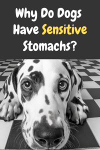 why do dogs have sentisive stomachs?