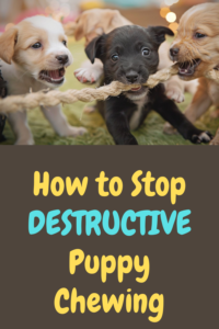 destructive puppy chewing