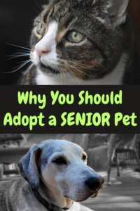 reasons to adopt a senior pet