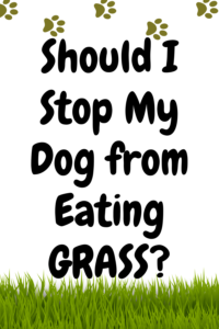 should i stop my dog from eating grass?