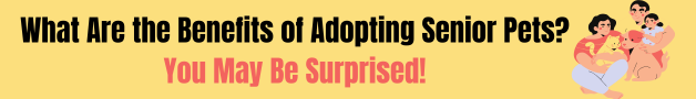 What Are the Benefits of Adopting Senior Pets?