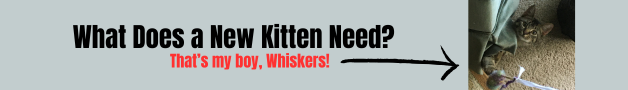 what does a new kitten need?