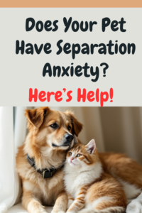 pet separation anxiety treatment