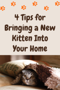 4 tips for bringing a new kitten into your home