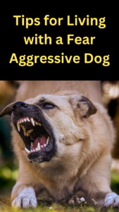 tips for living with a dog with fear aggression