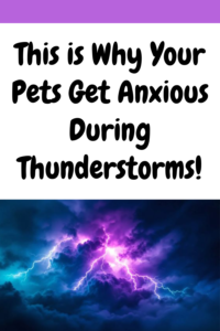why do pets get anxious during thunderstorms?
