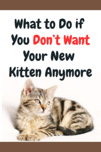 what to do if you don't want your new kitten anymore