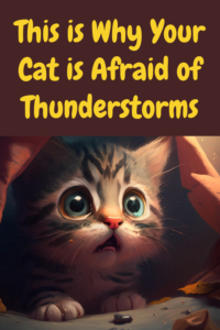 this is your cat is afraid of thunderstorms