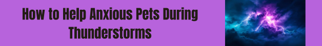 How to Help Anxious Pets During Thunderstorms