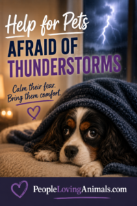 pets afraid of thunderstorms
