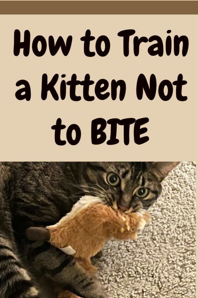 Photo inspiration: How To Train A Kitten Guide To A Perfectly Behaved Photo Inspiration