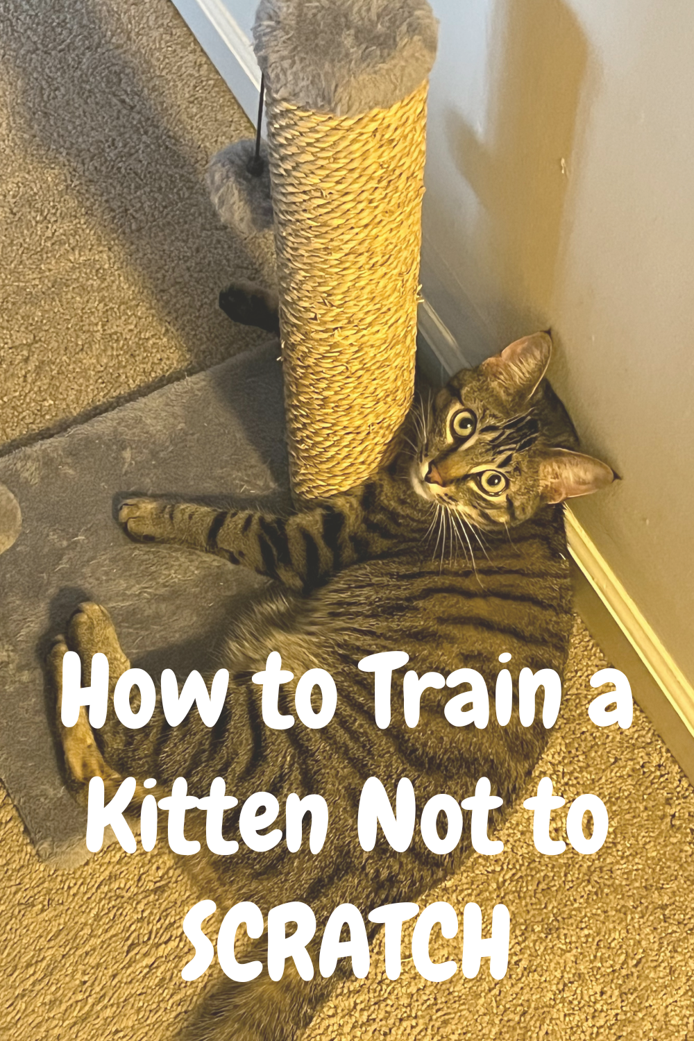 Complete Kitten Training Guide - Guide to a Perfectly Behaved Cat!