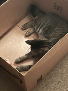 toys for cats