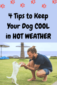 how to keep your dog cool in summer