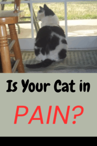 How to Tell if a Cat is in Pain