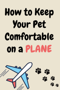 Keeping Your Pet Comfortable During the Flight 