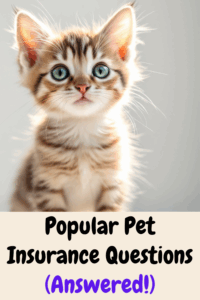 Perguntas populares para seguro para animais de estimação (respondido!)