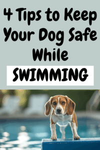 Is it Safe to Take My Dog Swimming? 