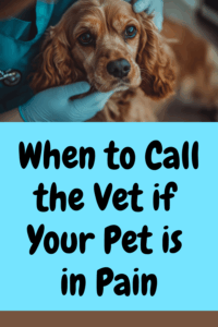 When to Call the Vet