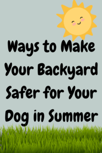 How Can I Make My Backyard Safer for My Dog in Summer?