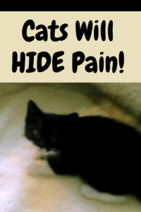 Cats Will Hide Pain! 