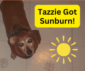 do dogs get sunburned?