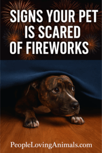 Signs Your Pet is Stressed Out Due to Fireworks