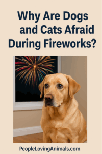 Why Are Dogs and Cats Afraid During Fireworks?