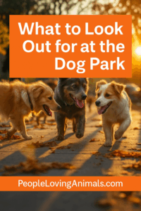 dog park etiquette