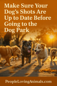 dog park etiquette