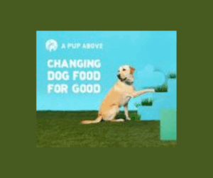 a pup above dog food