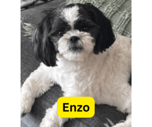 enzo