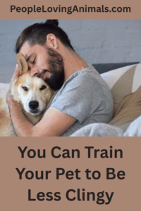 How Can I Train My Pet to Be More Independent?