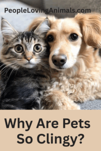 What Is a Velcro Pet?