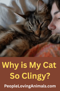 Why Is My Cat Suddenly Clingy?