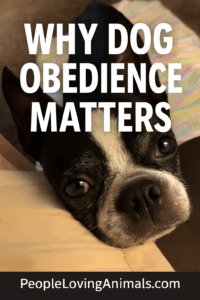 my dog won't listen