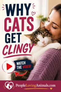 why do cats get clingy