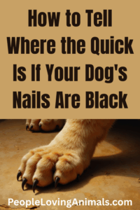 How to Tell Where the Quick Is If Your Dog's Nails Are Black