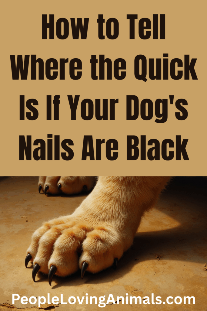 How to Safely Trim Black Dog Nails - PetGuide